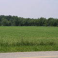 C - Corn Field