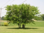 M - Mulberry Trees
